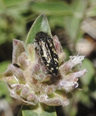 Acmaeodera connexa