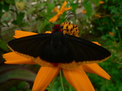 Pyrrhopyge amyclas
