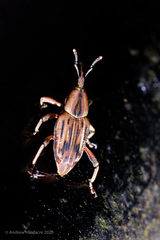 Rhabdoscelus lineaticollis