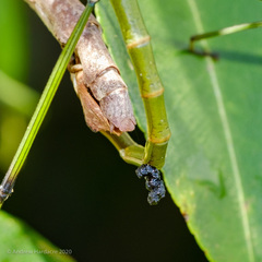 Phraortes stomphax