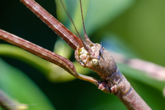 Phraortes stomphax
