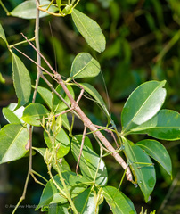 Phraortes stomphax