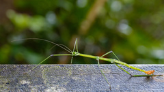 Phraortes stomphax