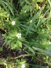Anemonastrum canadense