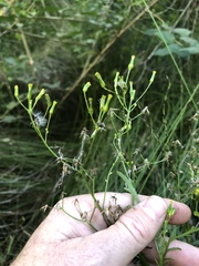 Senecio bipinnatisectus