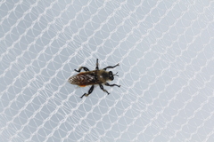 Laphria fernaldi