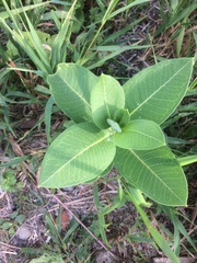 Asclepias syriaca
