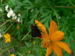 Pyrrhopyge amyclas