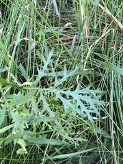 Senecio bipinnatisectus