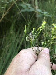 Senecio bipinnatisectus
