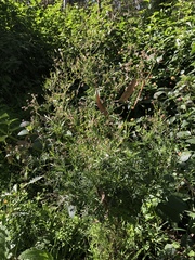 Senecio bipinnatisectus