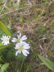 Cerastium velutinum