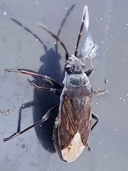 Peritrechus geniculatus