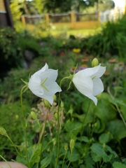 Campanula carpatica