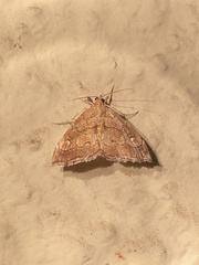 Scybalistodes periculosalis