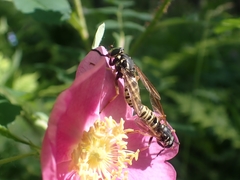 Temnostoma excentrica