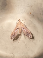 Lineodes elcodes