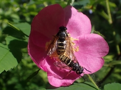 Temnostoma excentrica