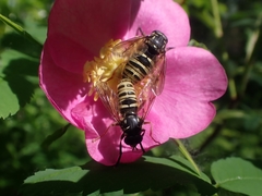 Temnostoma excentrica