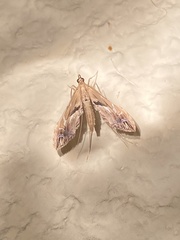 Lineodes elcodes