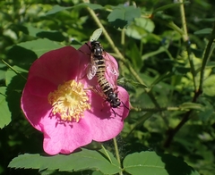 Temnostoma excentrica