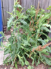 Rumex crispus