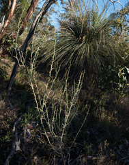 Acacia continua