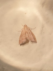 Scybalistodes periculosalis