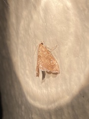 Scybalistodes periculosalis