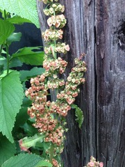 Rumex crispus