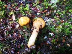 Cortinarius epiphaeus