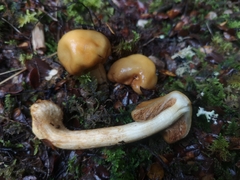 Cortinarius epiphaeus