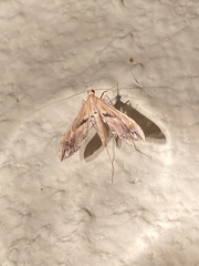 Lineodes elcodes