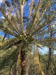 Cycas megacarpa