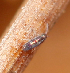 Lepidocyrtus fimicolus