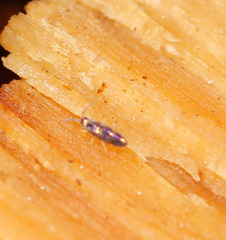 Lepidocyrtus fimicolus