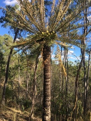 Cycas megacarpa