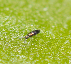 Lepidocyrtus fimicolus