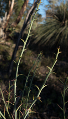 Acacia continua