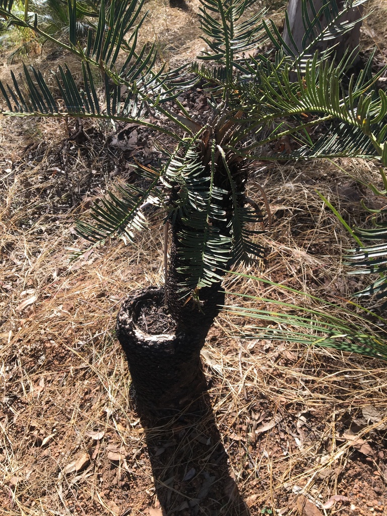 Cycas megacarpa (Large-Seeded Sago)