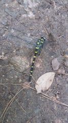 Anotogaster sieboldii