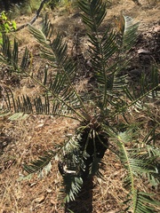 Cycas megacarpa