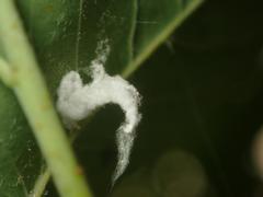 Pulvinaria hydrangeae