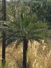 Cycas megacarpa