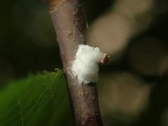Pulvinaria hydrangeae