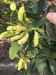 Acacia leptocarpa