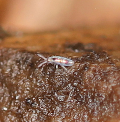 Lepidocyrtus fimicolus