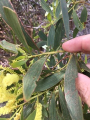 Acacia leptocarpa