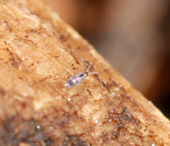 Lepidocyrtus fimicolus
