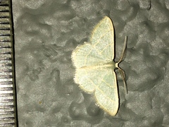 Chlorochlamys appellaria